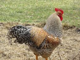 Fertile Bird Eggs For Sale Uk Pin By Dolan On Chickens Chicken Breeds Poultry Supplies Hatching Eggs
