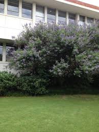 Image result for Vitex patula