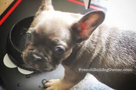 Weight loss if overweight * obesity can make breathing much more difficult for dogs. How Much Should I Feed My French Bulldog Puppy Feeding Guide