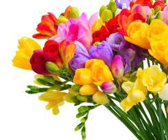 15 Best Edible Flowers Flowersandflowerthings Edible Flowers Strange Flowers Flowers Perennials