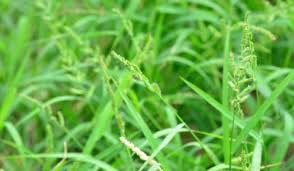 Image result for Echinochloa crus-pavonis