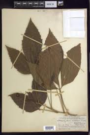 Image result for Allophylus tanzaniensis