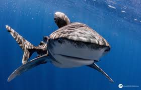 They are a primary component of shark feeding frenzies caused. Home