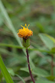 Image result for Gynura