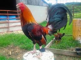 Republika ng pilipinas) adalah sebuah negara republik di asia tenggara, sebelah utara indonesia, dan malaysia. Gambar Ayam Pilipin