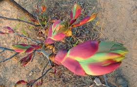 Image result for Aneilema welwitschii