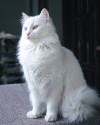 which turkish cat do you see ankaracat or vancat elif ikizler turkey homeof ankaracat vancat ankara van gorgeous cats beautiful cats cats