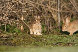 All you have to do is combine 65% bran, 10% sugar, 25% salt and water to make a paste. A Deadly Rabbit Virus Is Killing Pets And Threatening Wild Species The Washington Post