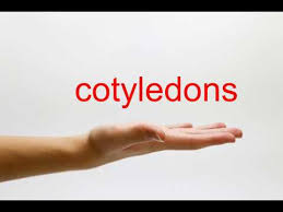 How To Pronounce Cotyledons - Youtube
