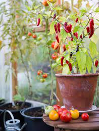 Check spelling or type a new query. How To Grow Peppers In A Pot Eatingwell
