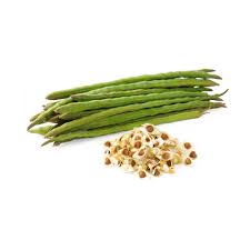 Khasiat pokok moringa | tuan hisham hashim. Cara Atasi Sembelit Dengan Moringa Oleifera Pokok Munggai Ayue Idris