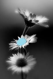 Beautiful Black And White Art Pictures Pin By Melissa Steed On Color Splash White Art White Photography Black And White Photographs