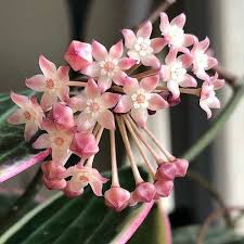 Image result for Carvalhoa macrophylla