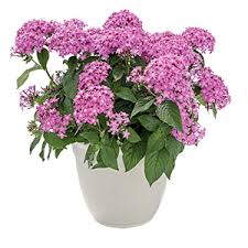 Image result for Pentadiplandraceae