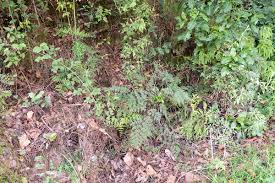 Image result for Cheilanthes quadripinnata