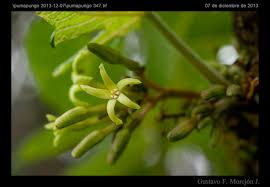 Image result for Vasconcellea pubescens