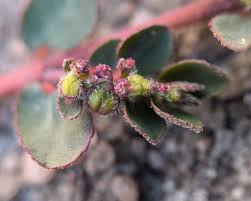 Image result for Euphorbia ophthalmica
