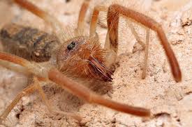 There were rumors they ran through the desert screaming and jumping on camels, that they would hide in ambush in sleeping bags, ready to inject. Daily Arachnophile Camel Spiders