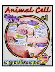 Maybe you would like to learn more about one of these? Animal Cell Foldable Pdf Thank You For Purchasing My Activity Please Don U2019t Forget To Rate Me Check Out My Store Course Hero
