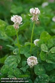 Image result for Trifolium masaiense