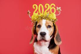 2026 Funny Dog Wall Calendar Stock ...