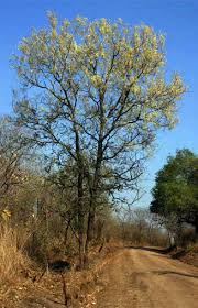 Image result for Acacia nigrescens