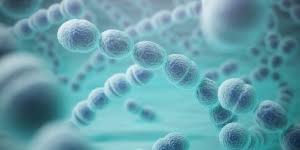 The second most common cause of bacterial pneumonia is from haemophilus influenzae. Pneumonia Bacteriana
