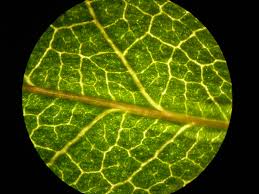 We did not find results for: Plant Cell Microscope Images Biological Science Picture Directory Pulpbits Net