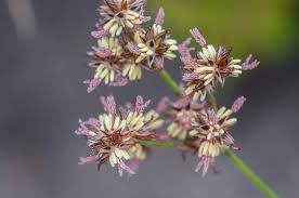 Image result for Juncus oxycarpus