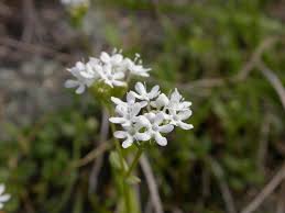 Image result for Indigofera phyllanthoides