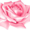 Pink rose flowers art photos. 1