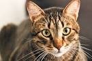 Tabby Cat Breeds, Colours & Markings | Cat-World