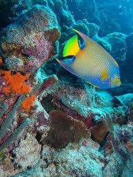 Pin On Under Water Sea Life Beauty