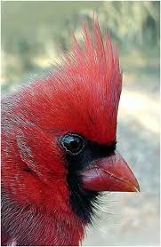 Bird With Red Mohawk Cardinal Head Close Up Beautiful Birds Cardinal Birds Backyard Birds