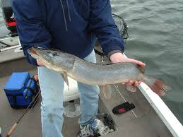 Jun 30, 2021 · click on the regulations tab and you'll see specific red lake fishing regulations and lake facts. Muskiefirst Blue Silver Pike General Discussion Muskie Fishing