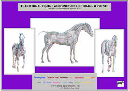 Horse Acupuncture Courses And Equine Acupressure Trainings