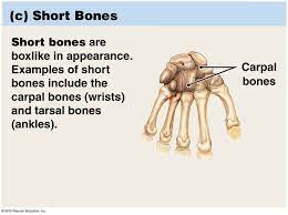 Short Bones Anatomy And Physiology Gross Anatomy Anatomy