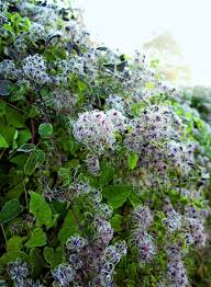 Клематис поль фаргез / фаргеза / саммер сноу. Powojnik Pnacy Clematis Vitalba E Ogrody Rosliny