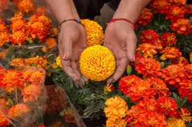 Its flower, the cempasúchil is also called the flor de muertos (flower of the dead) in mexico and is used in the día de muertos celebration every 2 november. Cempasuchil Flor De Vida Flor De Muertos Secretaria De Agricultura Y Desarrollo Rural Gobierno Gob Mx