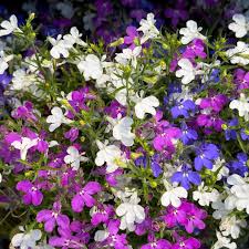 Image result for foto Lobelka