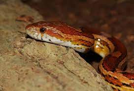 Measurements recorded after one year of age become progressively more variable and trying to figure out a snake longer and older. Corn Snake Lifespan How Long Do Corn Snakes Live In Captivity Keeping Exotic Pets