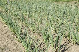 Sehen sie, was die besten arten und gartensorten von knoblauch sind , wie knoblauchknollen gepflanzt werden und wann es am besten ist und wie die weitere pflege und. Der Anbau Von Knoblauch Im Garten Das Bett Von Knoblauch Stangel Und Blatter Sind Wurziger Knoblauchpflanze Kultur Lizenzfreie Fotos Bilder Und Stock Fotografie Image 64064866