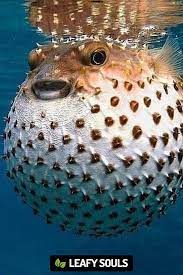 Puffer Fish Beautiful Sea Creatures Ocean Creatures Ocean Life Photography