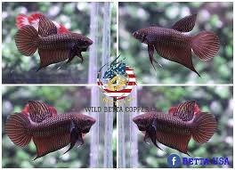 Live Betta Fish Halfmoon Wild Betta Copper Smaragdina Poisson