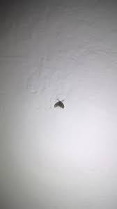 Canım nemden mi oluyor ki.ev deniz kenarında devamlı camlar açık olsa da hep ıslak ıslak.ne bileyim ben içanadolu çocuğuyum.buz dolabıma pirinç,nohut mu koycam? Tuvaletteki Minik Sineklere Bir Care Artik