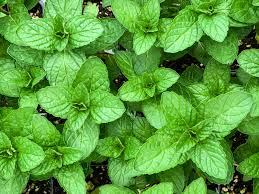 10 Reasons To Grow Mint Without Fear