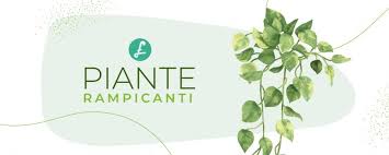 Piante Rampicanti Quando Il Rampicante E Di Design Flobflower