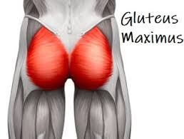 Get to know your glute muscles. Gluteus Maximus Muscle Anatomy Function
