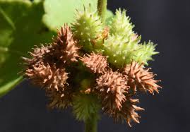 Image result for Triumfetta pentandra