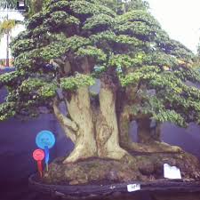 Bonsai Beringin Juara Dunia Gambar Bonsai 2020